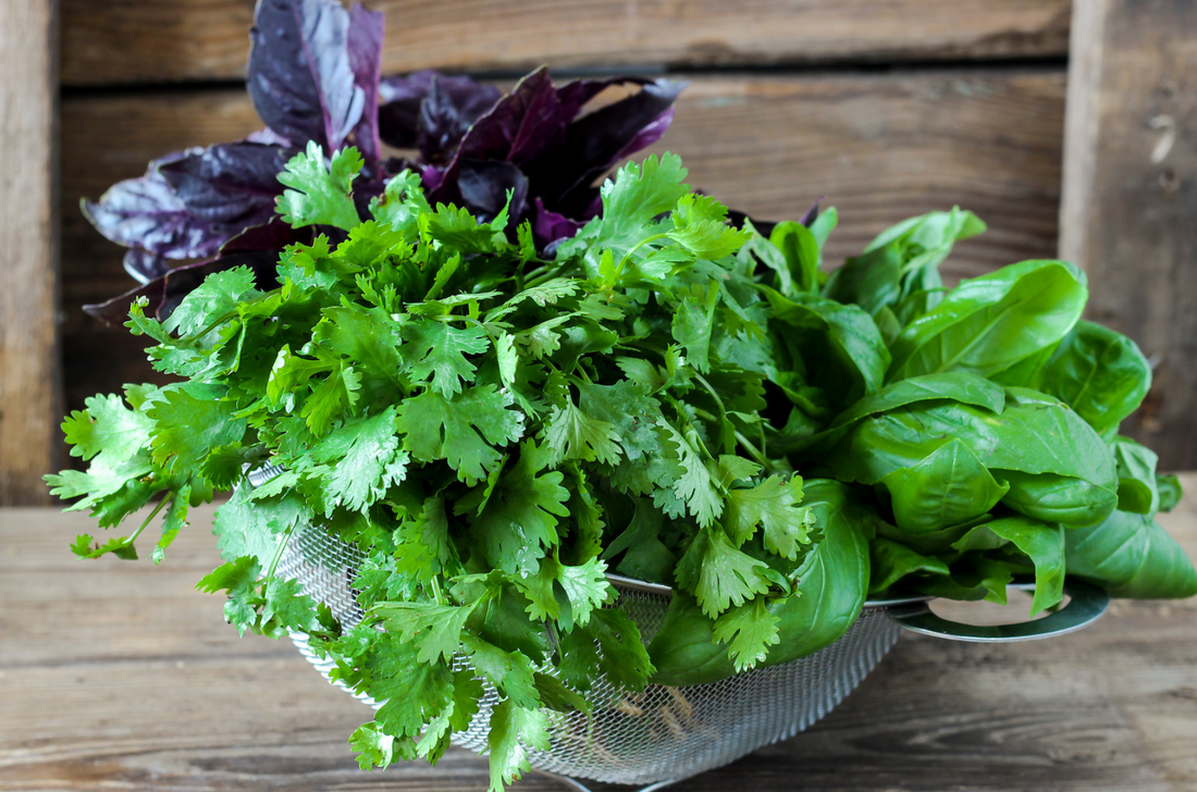 Basil vs Cilantro: Understanding the Differences in Taste and Usage