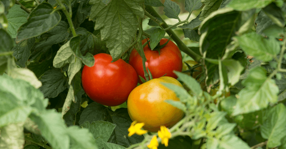 How To Grow Tomatoes At Home - Complete Guide