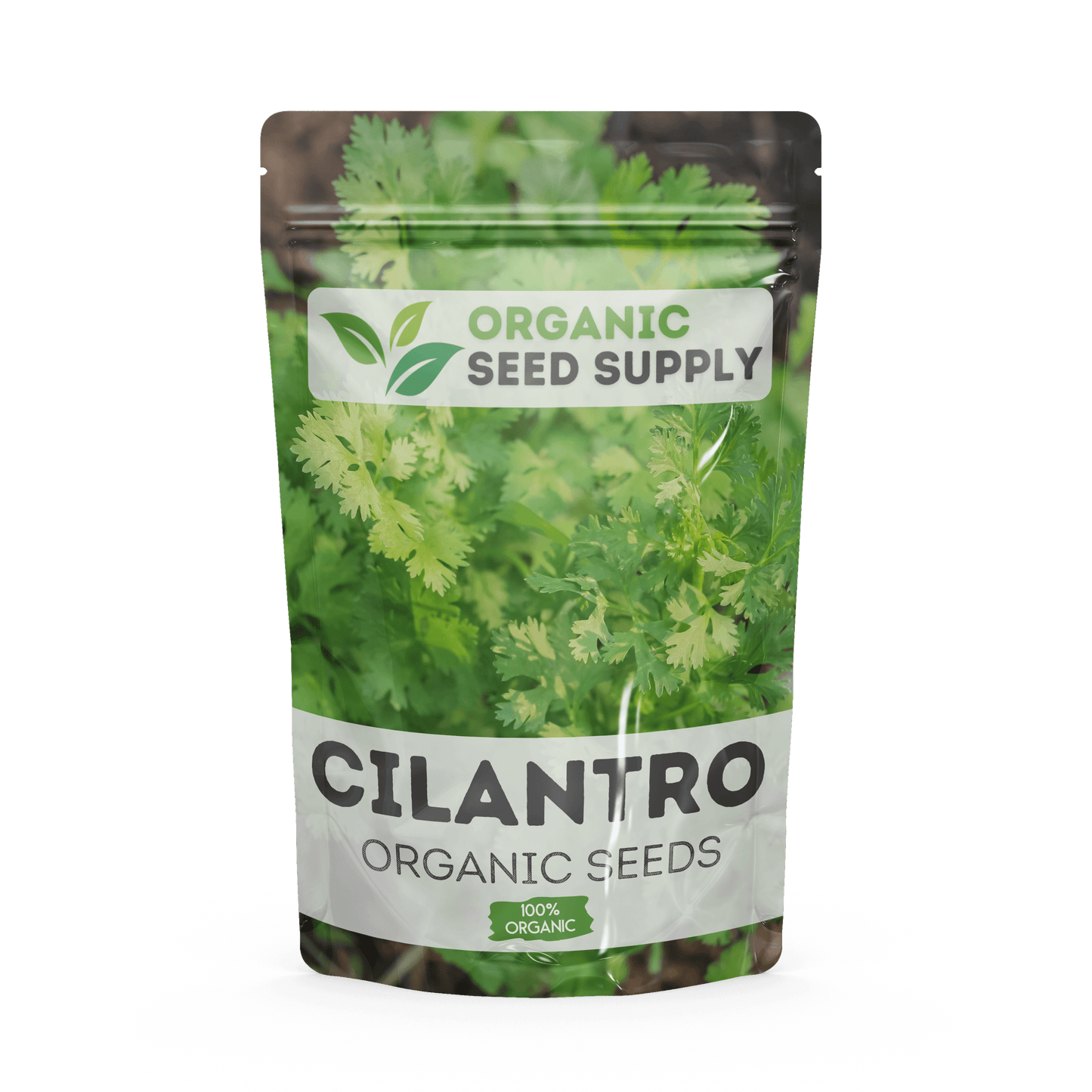 Organic Cilantro Seeds